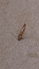 Anatrachyntis rileyi