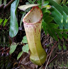Nepenthes eustachya