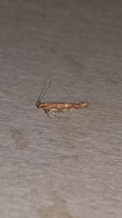 Anatrachyntis rileyi