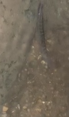 Syncrossus beauforti