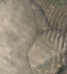 Syncrossus beauforti