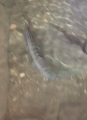 Syncrossus beauforti