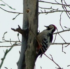 Dendrocopos leucotos
