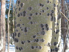 Chionaspis salicis