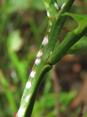 Chionaspis salicis