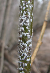 Chionaspis salicis