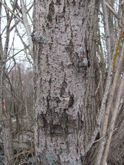 Chionaspis salicis