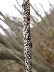 Chionaspis salicis