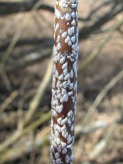 Chionaspis salicis