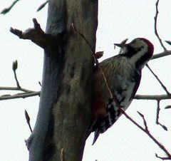 Dendrocopos leucotos