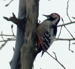 Dendrocopos leucotos