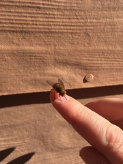 Dichaetomyia johannis