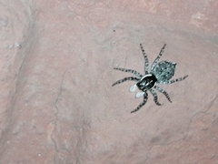 Menemerus semilimbatus