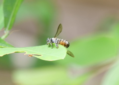 Megachile igniscopata