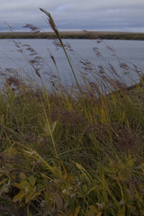 Carex aquatilis stans