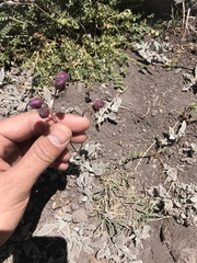 Calceolaria arachnoidea