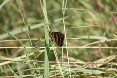 Byblia