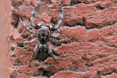 Platycryptus undatus