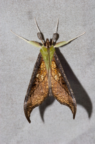 Megaphysa herbiferalis