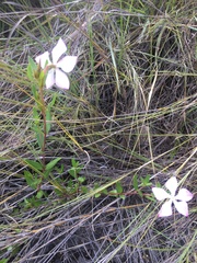 Catharanthus lanceus image