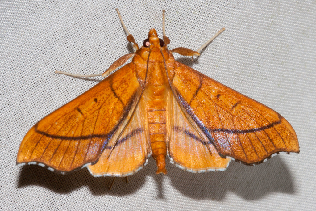Anarmodia arcadiusalis