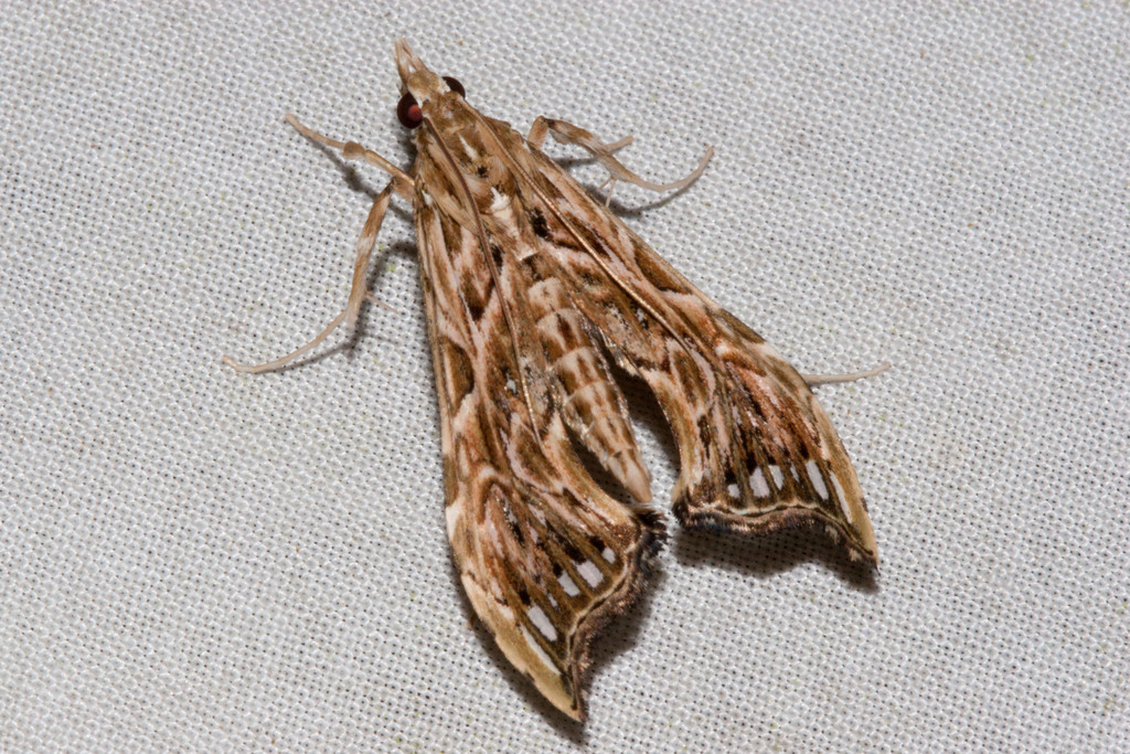 Rhectosemia vau-signalis