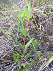 Catharanthus lanceus image
