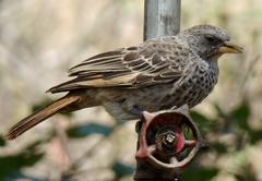 Histurgops ruficauda