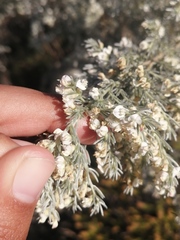 Aspalathus candicans