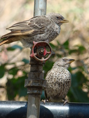 Histurgops ruficauda