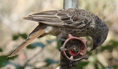 Histurgops ruficauda