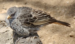 Histurgops ruficauda