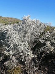 Aspalathus candicans