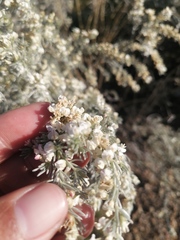 Aspalathus candicans