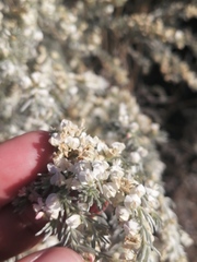 Aspalathus candicans