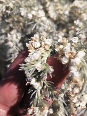 Aspalathus candicans