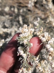 Aspalathus candicans