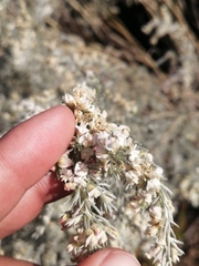 Aspalathus candicans