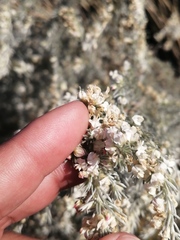 Aspalathus candicans