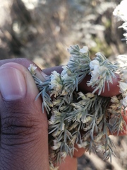 Aspalathus candicans