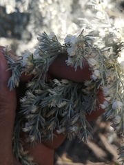 Aspalathus candicans