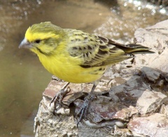 Crithagra dorsostriata