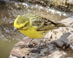 Crithagra dorsostriata