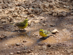 Crithagra dorsostriata