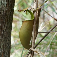 Nepenthes bicalcarata