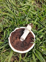 Agaricus