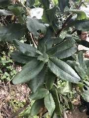 Acrisione denticulata