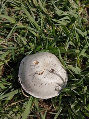 Agaricus