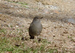 Phoenicurus ochruros