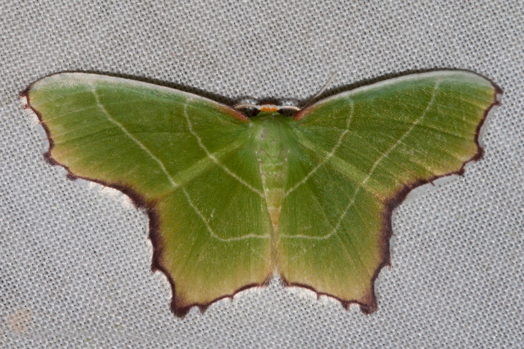 Poecilochlora minor